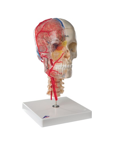 BONElike™ Human Skull Model, Half Transparent&Half Bony- Complete with  Brain and Vertebrae